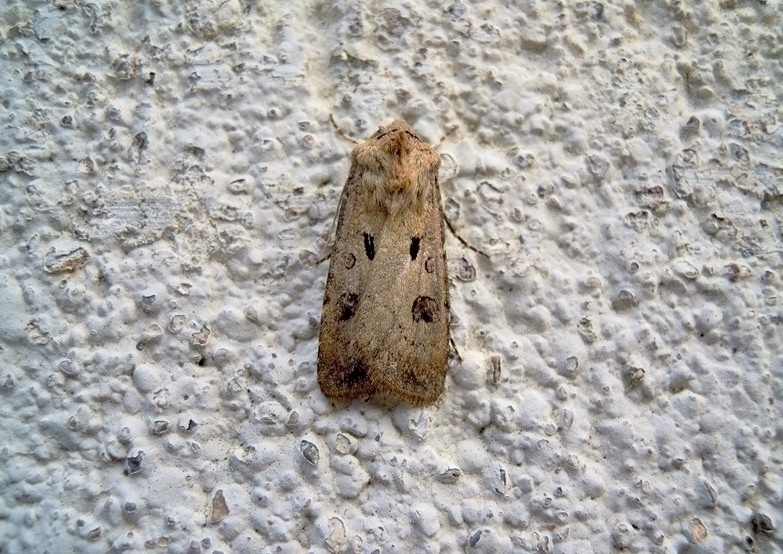 Noctuidae Agrotis exclamationis? S